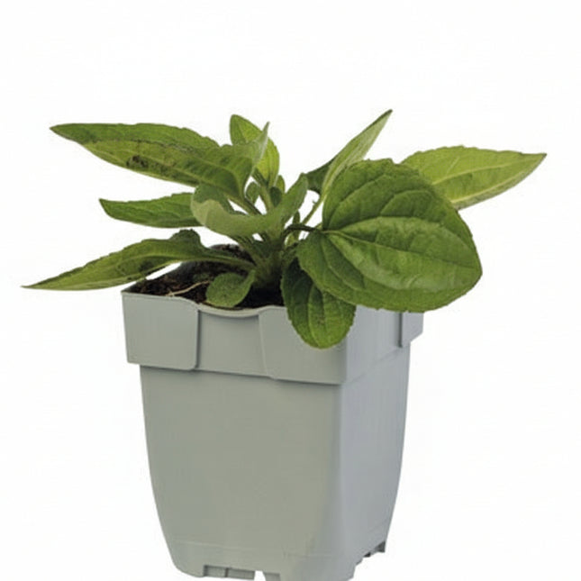 Rudbeckia ‘Little Goldstar’ jonge plant in P9 pot met frisgroen blad, geschikt voor zonnige border of plantenperk.