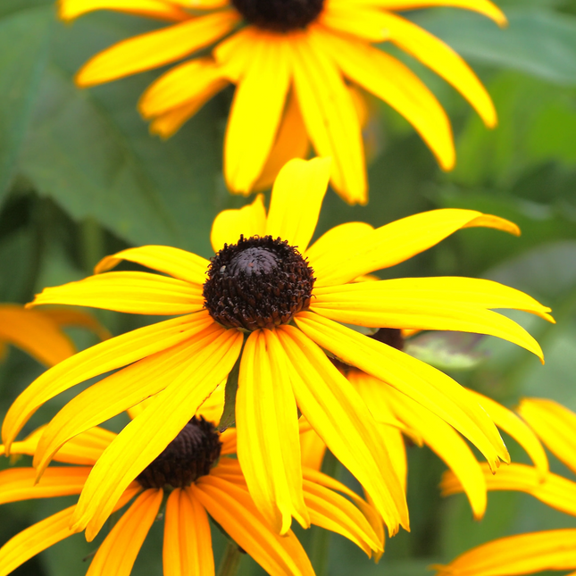 Rudbeckia fulgida 'Goldsturm' - Zonnehoed