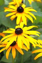 Afbeelding in Gallery-weergave laden, Rudbeckia fulgida &#39;Goldsturm&#39; - Zonnehoed
