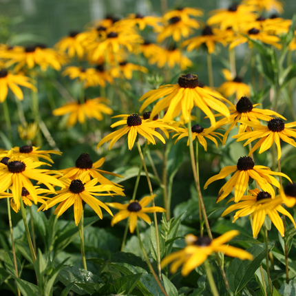Rudbeckia fulgida 'Goldsturm' - Zonnehoed