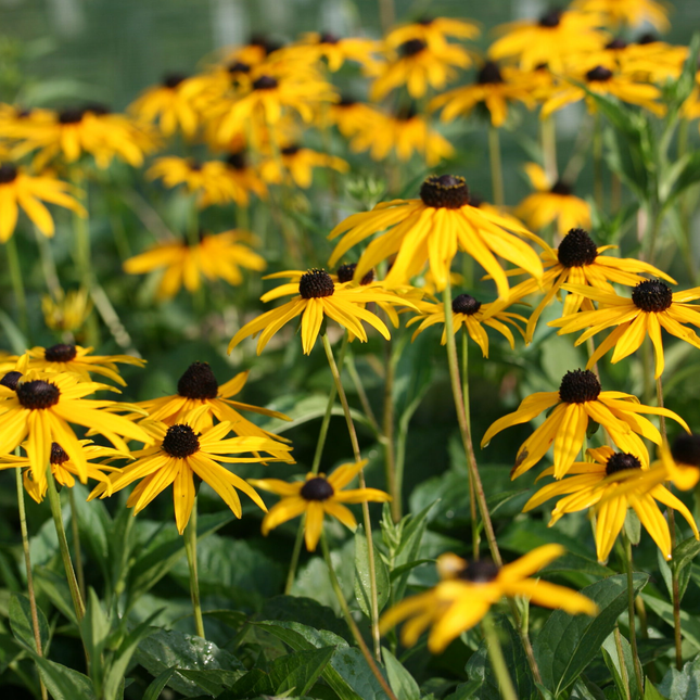 Rudbeckia fulgida 'Goldsturm' - Zonnehoed