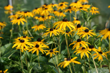 Afbeelding in Gallery-weergave laden, Rudbeckia fulgida &#39;Goldsturm&#39; - Zonnehoed
