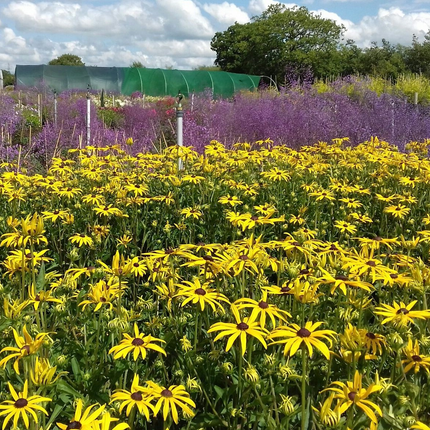 Rudbeckia fulgida 'Goldsturm' - Zonnehoed