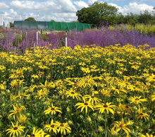 Afbeelding in Gallery-weergave laden, Rudbeckia fulgida &#39;Goldsturm&#39; - Zonnehoed
