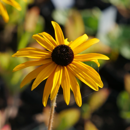 Rudbeckia fulgida 'Goldsturm' - Zonnehoed