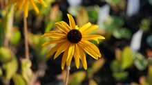 Afbeelding in Gallery-weergave laden, Rudbeckia fulgida &#39;Goldsturm&#39; - Zonnehoed
