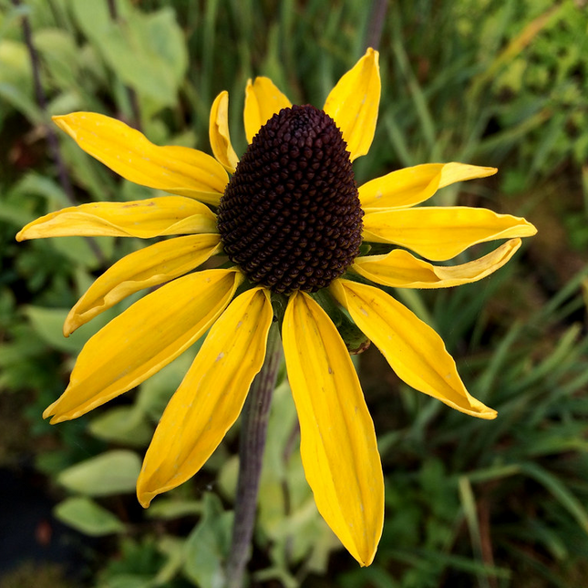 Rudbeckia maxima - Reuzenzonnehoed