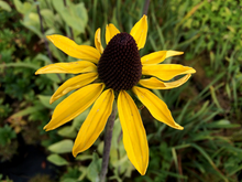Afbeelding in Gallery-weergave laden, Rudbeckia maxima - Reuzenzonnehoed
