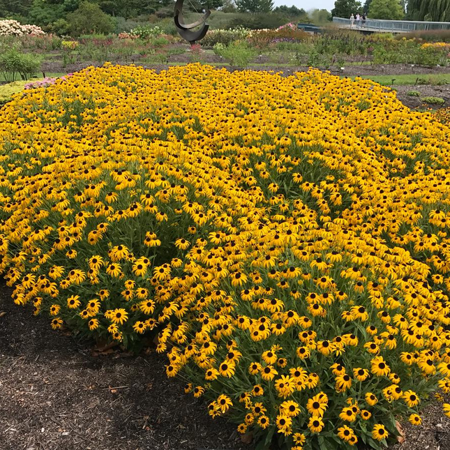 Rudbeckia fulgida ‘American Gold Rush’ in volle bloei met goudgele bloemen en donkerbruin hart boven frisgroen blad in de nazomerborder.