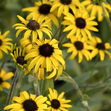 Rudbeckia fulgida 'American Gold Rush' - Zonnehoed