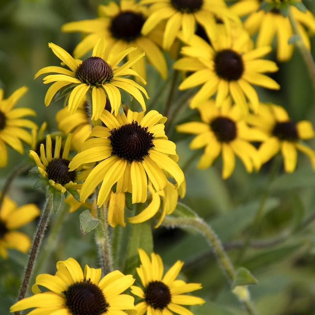 Rudbeckia fulgida 'American Gold Rush' - Zonnehoed