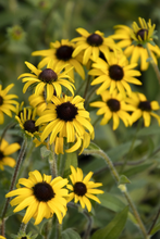 Afbeelding in Gallery-weergave laden, Rudbeckia fulgida &#39;American Gold Rush&#39; - Zonnehoed
