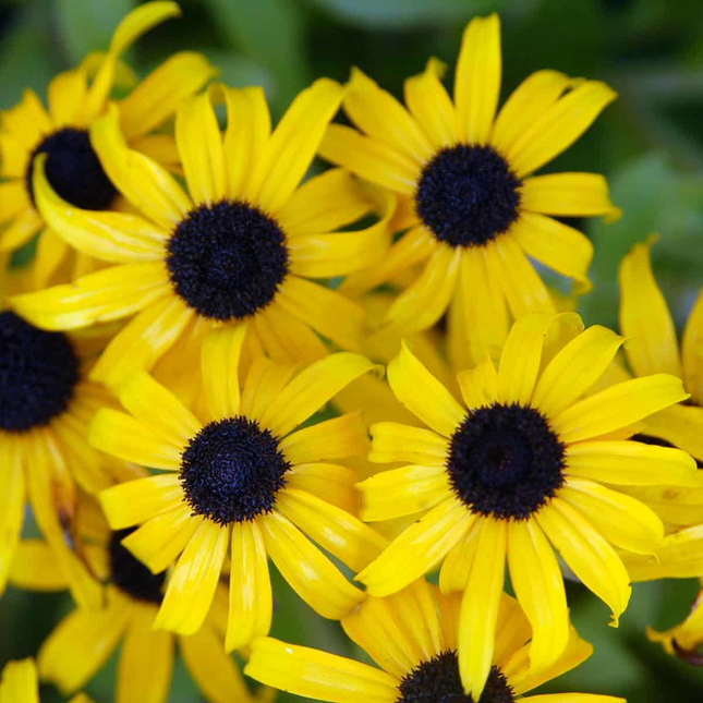Rudbeckia fulgida 'American Gold Rush' - Zonnehoed