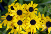Afbeelding in Gallery-weergave laden, Rudbeckia fulgida &#39;American Gold Rush&#39; - Zonnehoed

