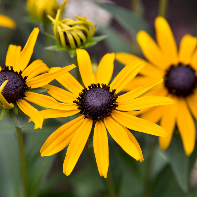 Rudbeckia fulgida 'Little Goldstar' - Zonnehoed
