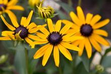 Afbeelding in Gallery-weergave laden, Rudbeckia fulgida &#39;Little Goldstar&#39; - Zonnehoed

