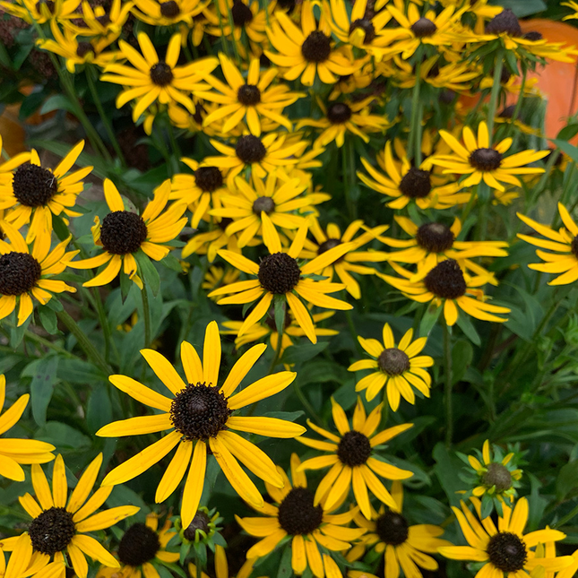 Rudbeckia fulgida 'Little Goldstar' - Zonnehoed