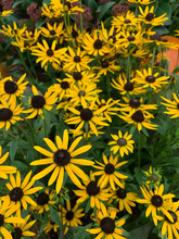 Afbeelding in Gallery-weergave laden, Rudbeckia fulgida &#39;Little Goldstar&#39; - Zonnehoed
