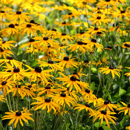 Rudbeckia fulgida 'Little Goldstar' - Zonnehoed