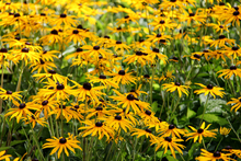 Afbeelding in Gallery-weergave laden, Rudbeckia fulgida &#39;Little Goldstar&#39; - Zonnehoed
