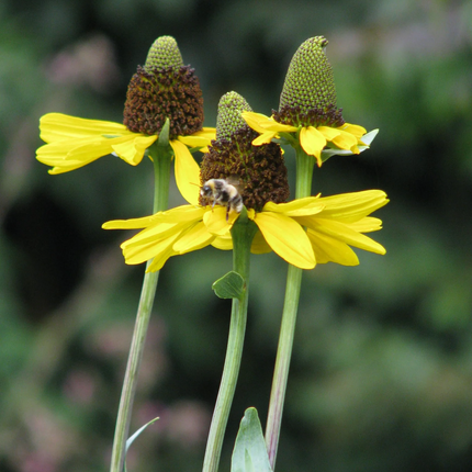 Rudbeckia maxima - Reuzenzonnehoed