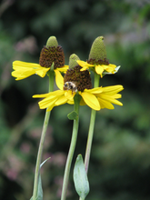 Afbeelding in Gallery-weergave laden, Rudbeckia maxima - Reuzenzonnehoed
