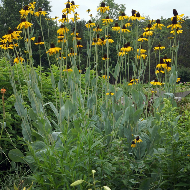 Rudbeckia maxima in volle bloei met grote gele bloemen en hoog opgaand silhouet boven opvallend blauwgrijs blad in de border.