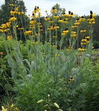 Afbeelding in Gallery-weergave laden, Rudbeckia maxima - Reuzenzonnehoed
