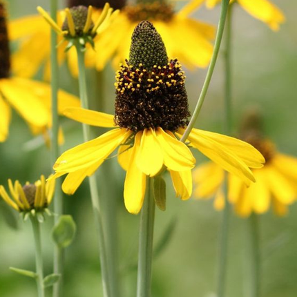 Rudbeckia maxima - Reuzenzonnehoed