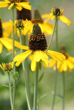 Afbeelding in Gallery-weergave laden, Rudbeckia maxima - Reuzenzonnehoed
