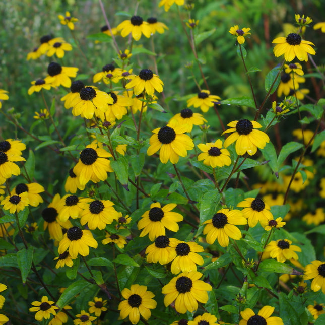 Rudbeckia triloba - Zonnehoed