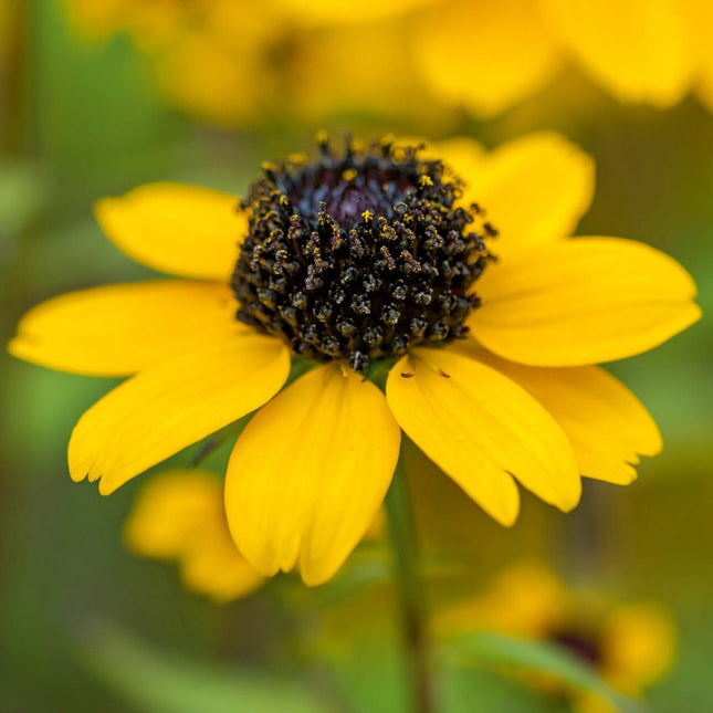Rudbeckia triloba - Zonnehoed