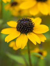 Afbeelding in Gallery-weergave laden, Rudbeckia triloba - Zonnehoed
