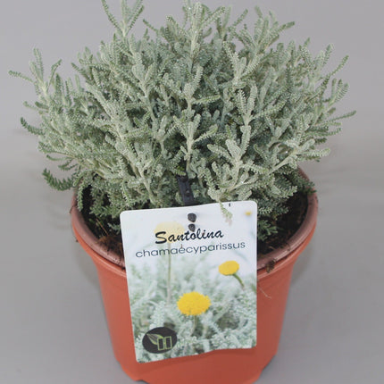 Santolina chamaecyparissus - Heiligenbloem