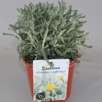Santolina chamaecyparissus - Heiligenbloem