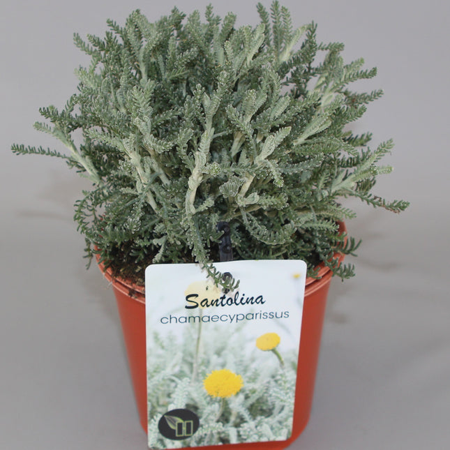 Santolina chamaecyparissus - Heiligenbloem