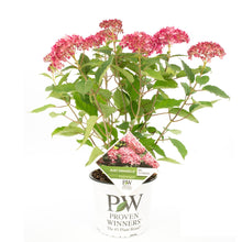 Afbeelding in Gallery-weergave laden, Hydrangea arborescens ‘Ruby Annabelle’ - Sneeuwbalhortensia
