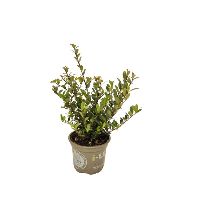 Ilex crenata 'Dark Green' - Japanse Hulst in struikvorm