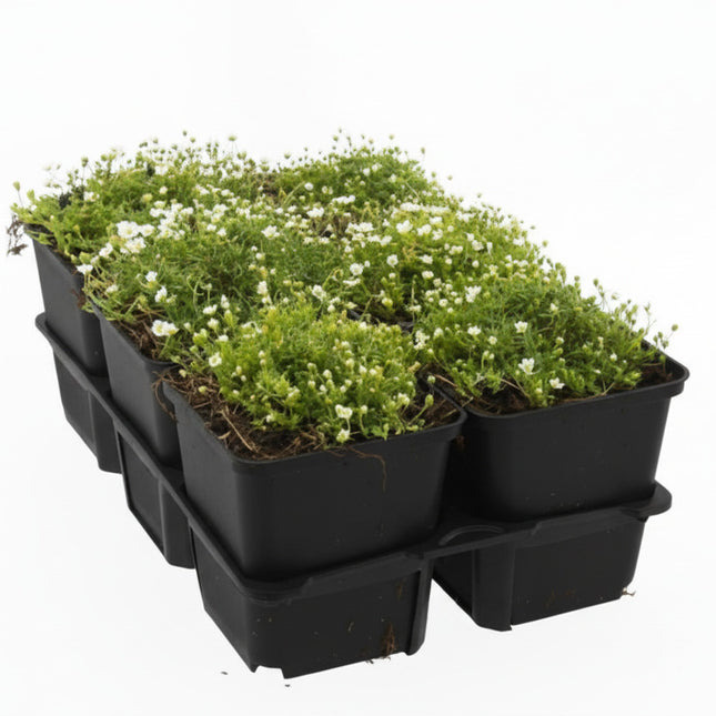 Sagina subulata (vetmuur) bodembedekker in tray met 6 P9 potten