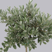 Afbeelding in Gallery-weergave laden, Salix helvetica op stam - Dwergwilg
