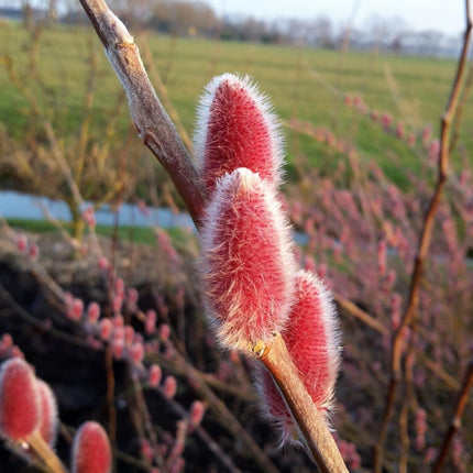 Salix gracilistyla 'Mt. Aso' - Roze Katjeswilg (Pakket van 24)