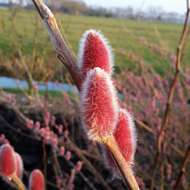Salix gracilistyla 'Mt. Aso' - Roze Katjeswilg (Pakket van 24)