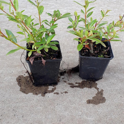 Salix gracilistyla 'Melanostachys' - Zwarte Katjeswilg (Pakket van 24)