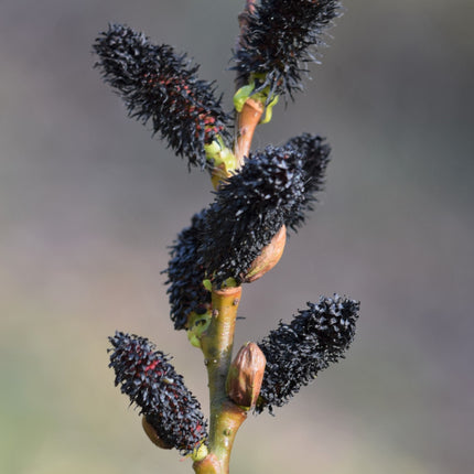 Salix gracilistyla 'Melanostachys' - Zwarte Katjeswilg (Pakket van 24)