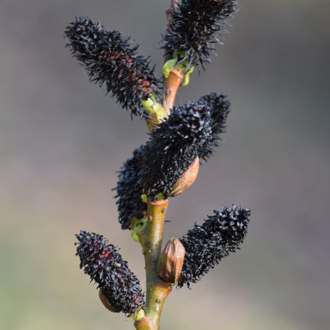 Salix gracilistyla 'Melanostachys' - Zwarte Katjeswilg (Pakket van 24)