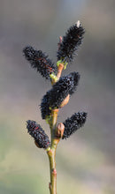 Afbeelding in Gallery-weergave laden, Salix gracilistyla &#39;Melanostachys&#39; - Zwarte Katjeswilg (Pakket van 24)
