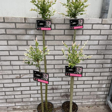 Salix integra Hakuro-nishiki - Bonte wilg op stam