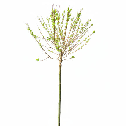Salix integra 'Hakuro-nishiki' met gladde stam en opvallend gekleurd blad.