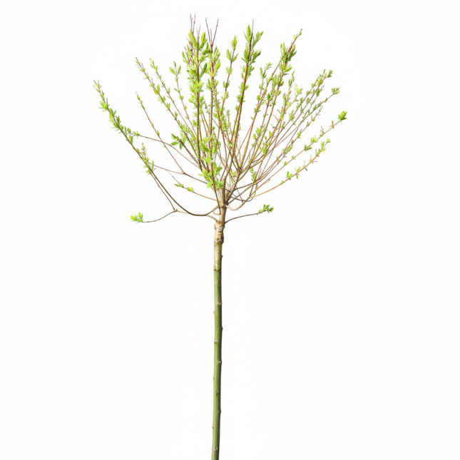 Salix integra 'Hakuro-nishiki' met gladde stam en opvallend gekleurd blad.