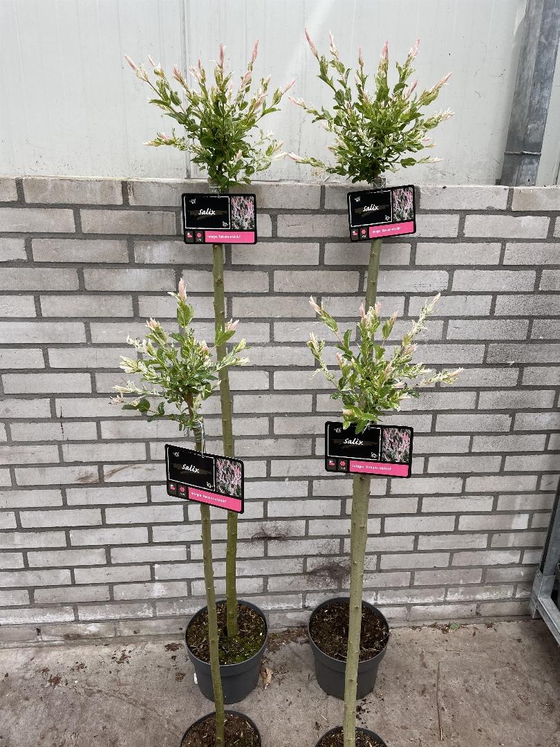Salix integra Hakuro-nishiki - Bonte wilg op stam